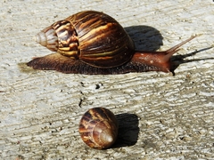 Lissachatina fulica