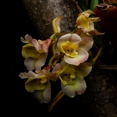 Rodriguezia granadensis