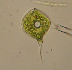 Phacus circumflexus