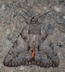 Catocala verrilliana