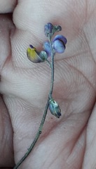 Monnina dictyocarpa