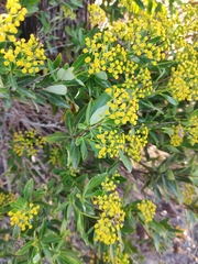 Magnoliopsida