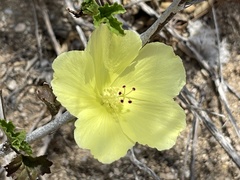 Hibiscus ribifolius