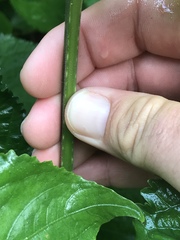 Brillantaisia owariensis