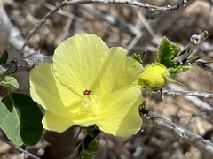 Hibiscus ribifolius