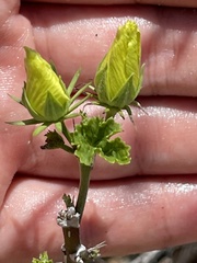 Hibiscus ribifolius
