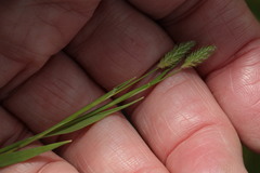 Phleum bertolonii