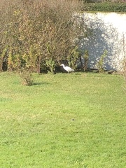 Egretta thula