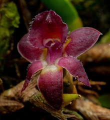 Epidendrum rhodovandoides