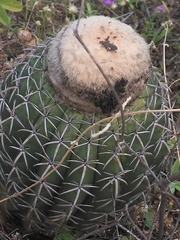 Melocactus zehntneri