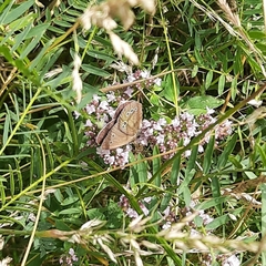 Aphantopus hyperantus