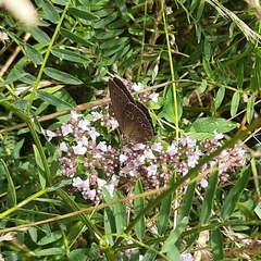 Aphantopus hyperantus