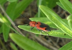 Tetraopes melanurus
