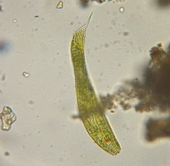 Lepocinclis fusca