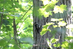 Dendrocopos major