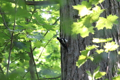 Dendrocopos major