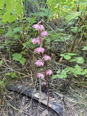 Pyrola aphylla
