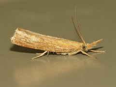 Neodactria zeellus