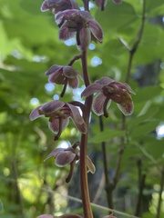 Pyrola aphylla