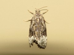 Apotomis capreana