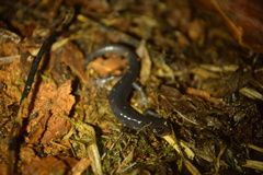 Plethodon metcalfi
