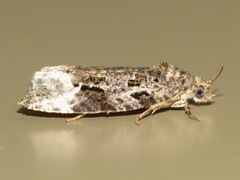 Apotomis capreana