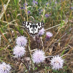 Melanargia galathea