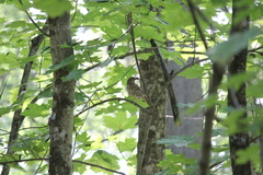 Turdus philomelos