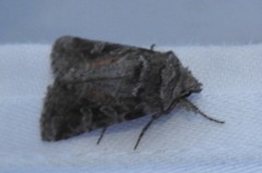 Lacinipolia lustralis