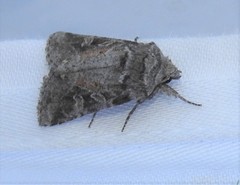 Lacinipolia lustralis