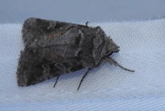 Lacinipolia lustralis