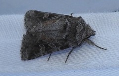 Lacinipolia lustralis