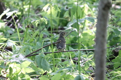 Turdus philomelos