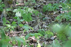 Turdus philomelos