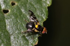 Rhagoletis cerasi