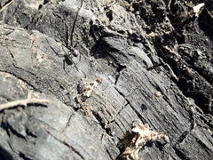 Latrodectus mirabilis