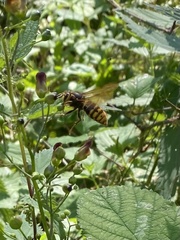 Dolichovespula media