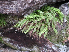 Asplenium trichomanes trichomanes