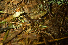 Desmognathus wrighti