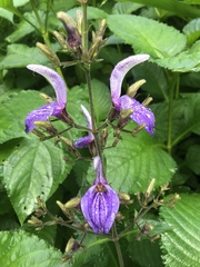 Brillantaisia owariensis