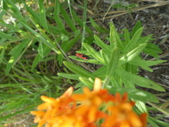 Tetraopes melanurus