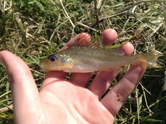 Gymnocephalus cernua