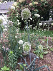 Allium cepa