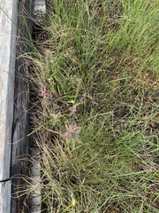 Pedicularis palustris