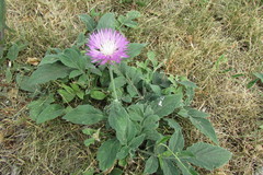 Psephellus sibiricus