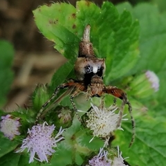 Wagneriana neblina