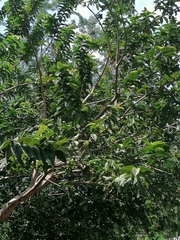 Psidium friedrichsthalianum