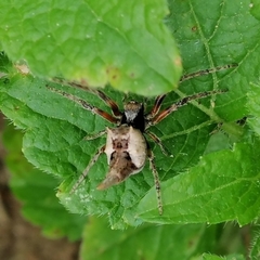 Wagneriana neblina