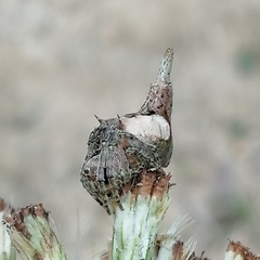 Wagneriana neblina