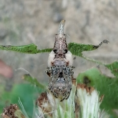 Wagneriana neblina